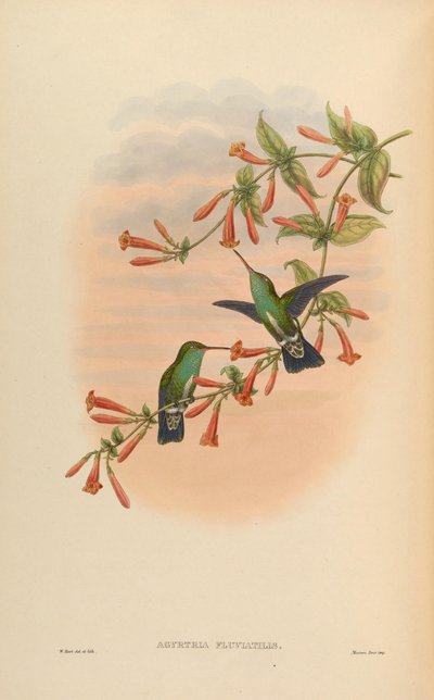 Agyrtria fluviatilis = Amazilia fimbriata apicalis - John Gould